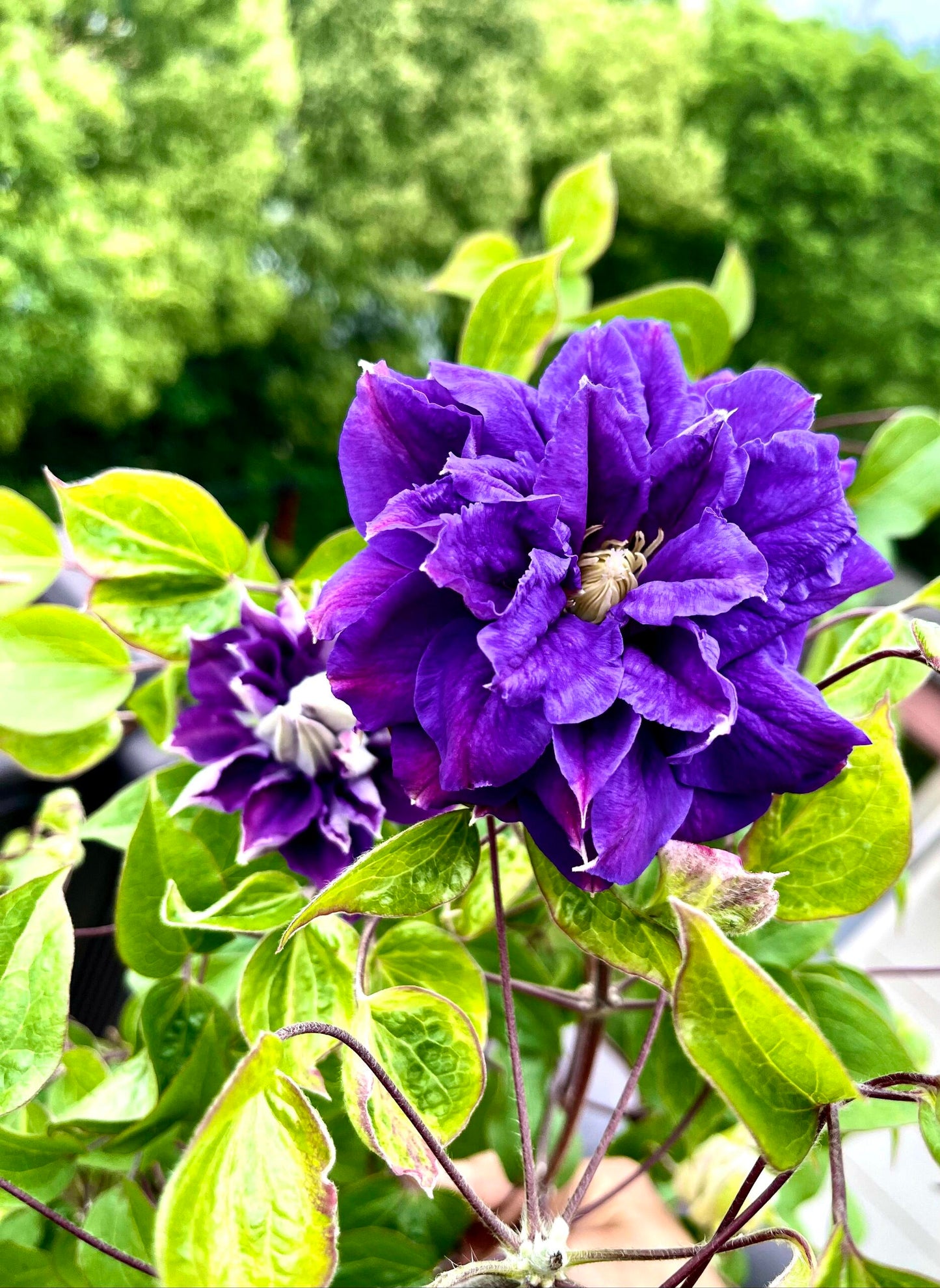 Clematis ‘’Kiri Te Kanawa|- LivePlant|卡瓦娜‘’