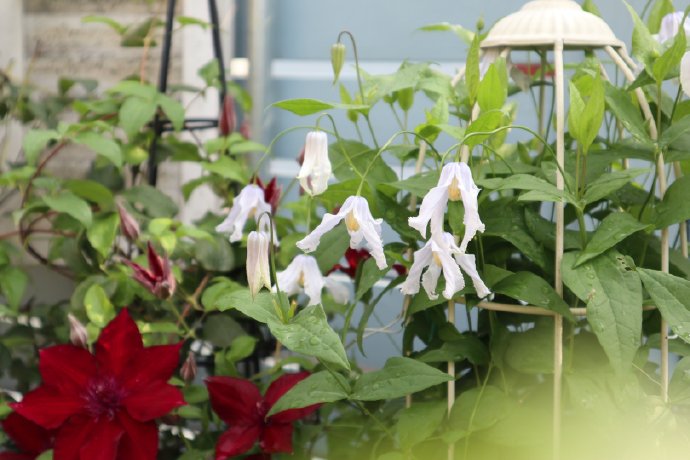 Clematis ''Twinkle| 闪烁''