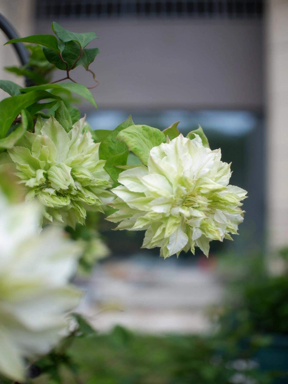 Clematis ‘’Midori |美登利 ‘’