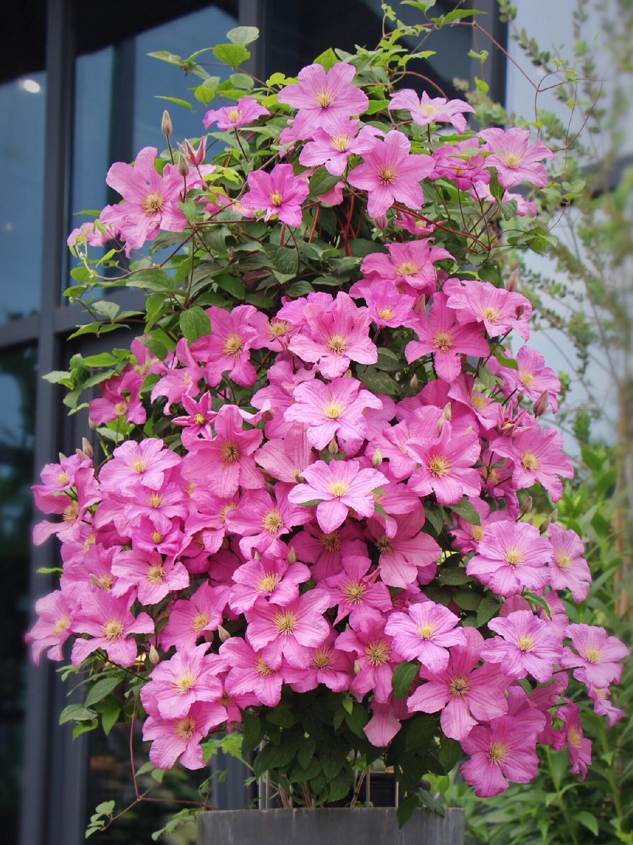 Clematis ‘’Comtesse de Bouchaud| 包查德 女侯爵‘’