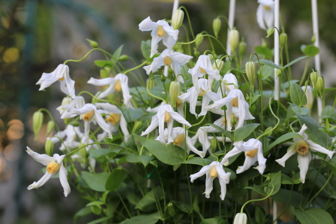 Clematis ''Twinkle| 闪烁''