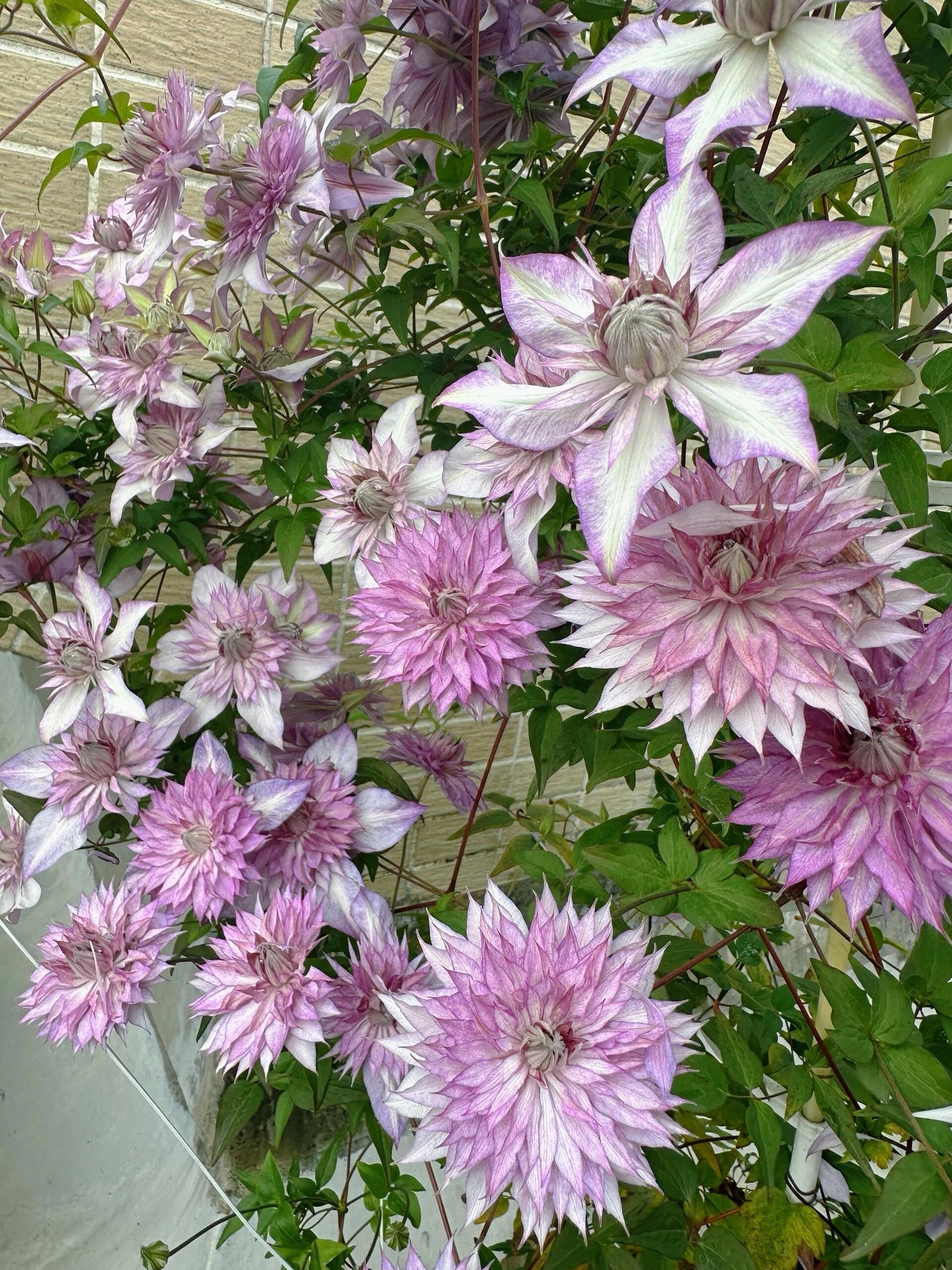 Clematis ‘’Lady Kyoko | レディ・キョウコ| 恭子小姐 ‘’