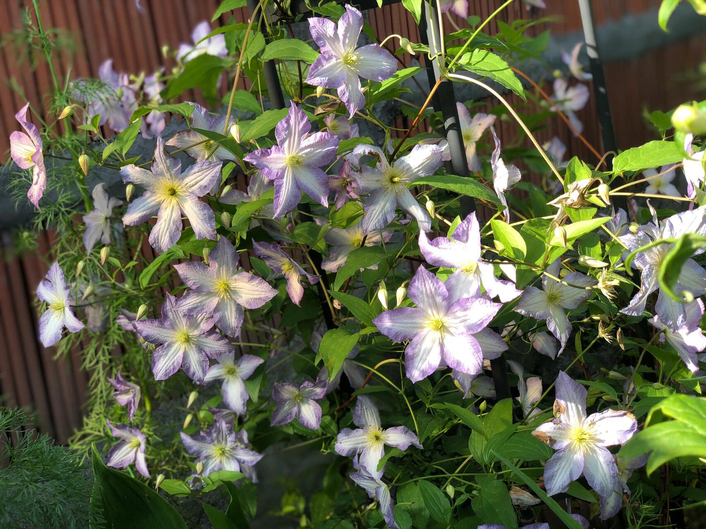 Clematis ‘’Blue Angel| あおてんし |蓝天使‘’