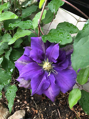 Clematis ‘’ShiShinDen|ししんでん | 紫宸殿‘’