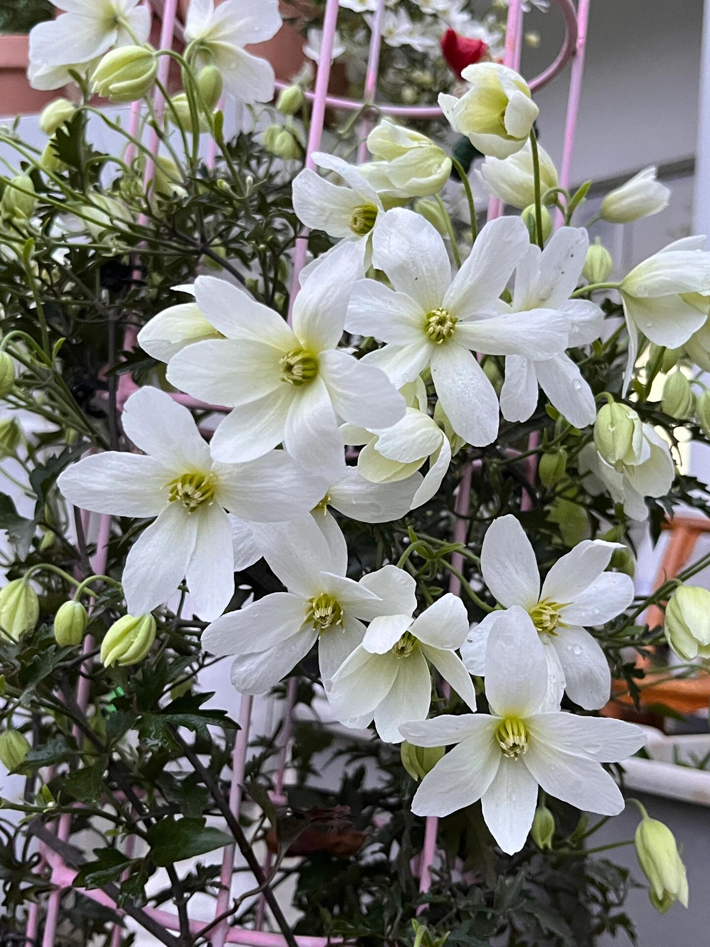Clematis ‘’Avalanche|雪崩‘’