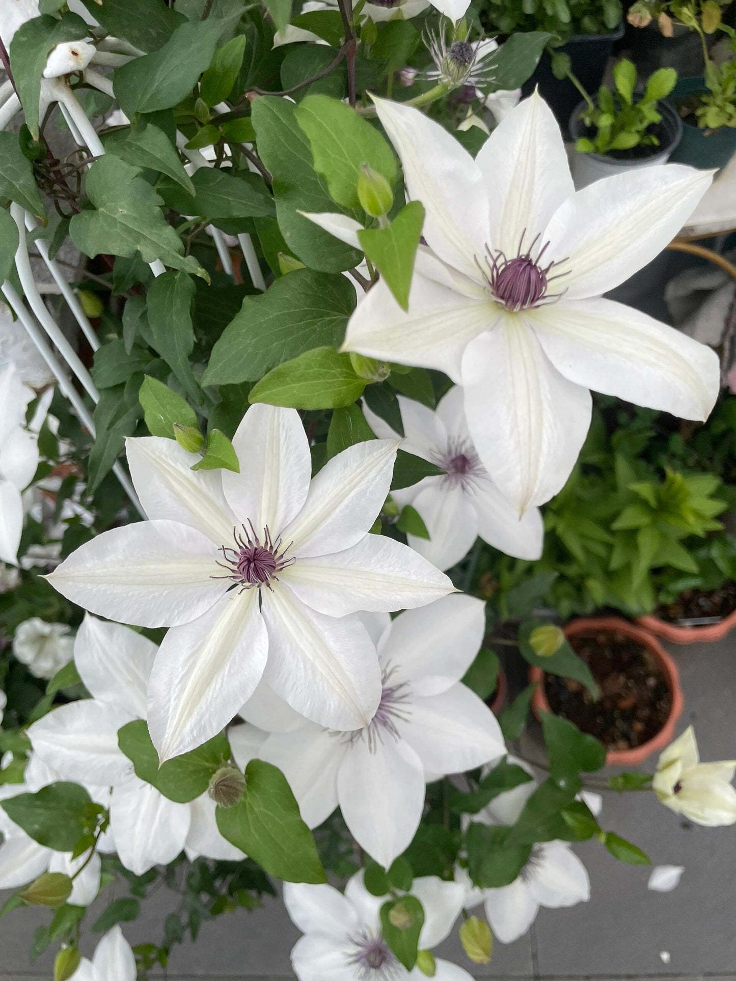 Rare Clematis ‘’Guizi|摫子‘’