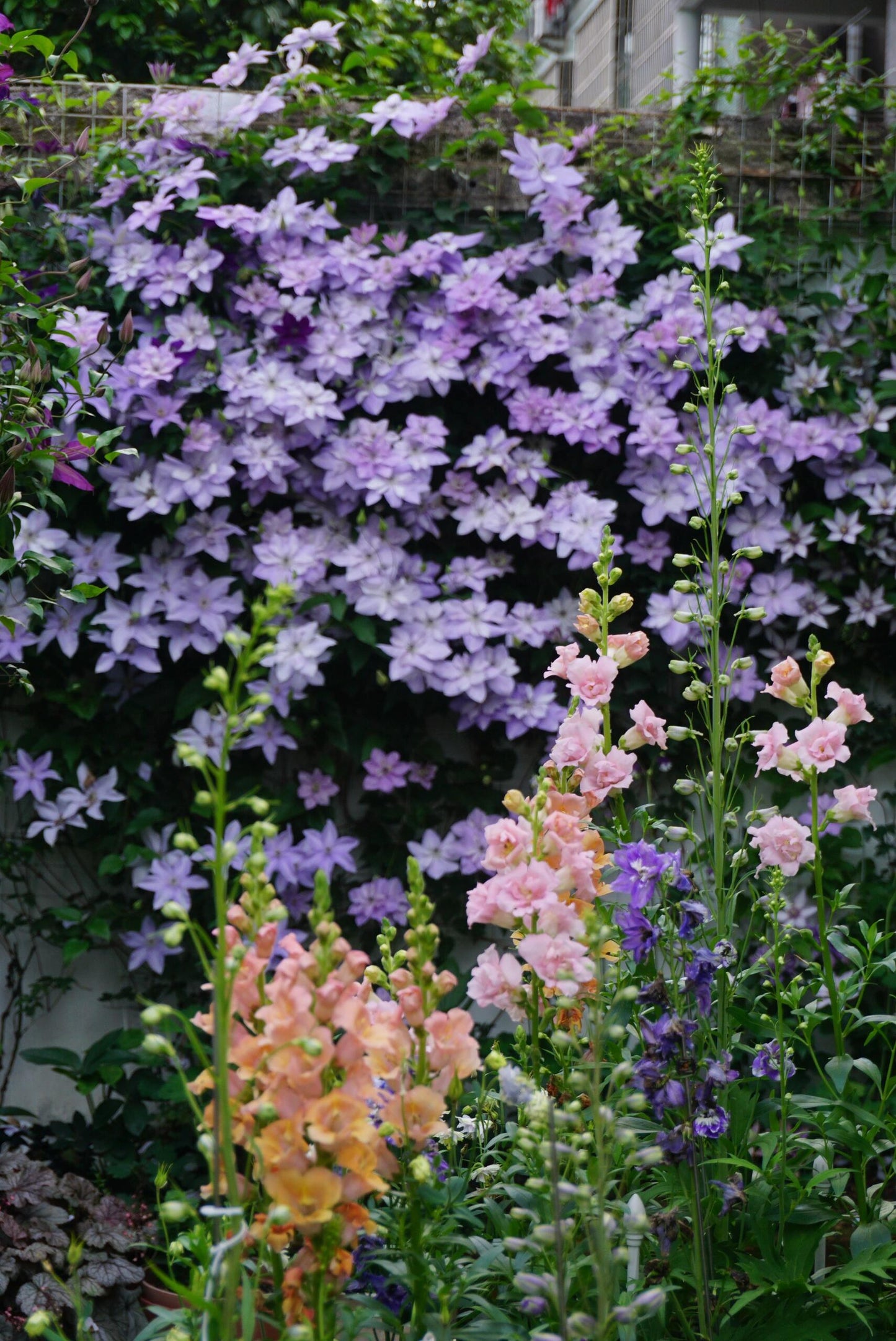 Clematis ‘’Reflections|倒影‘’