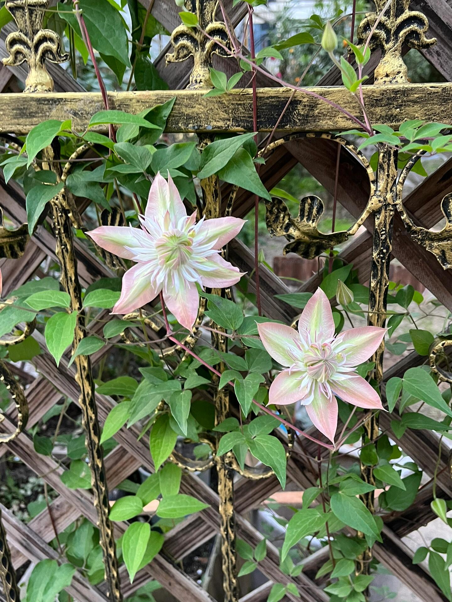 Clematis ''Shamshe |昼の天使| 昼天使| 桃万重''