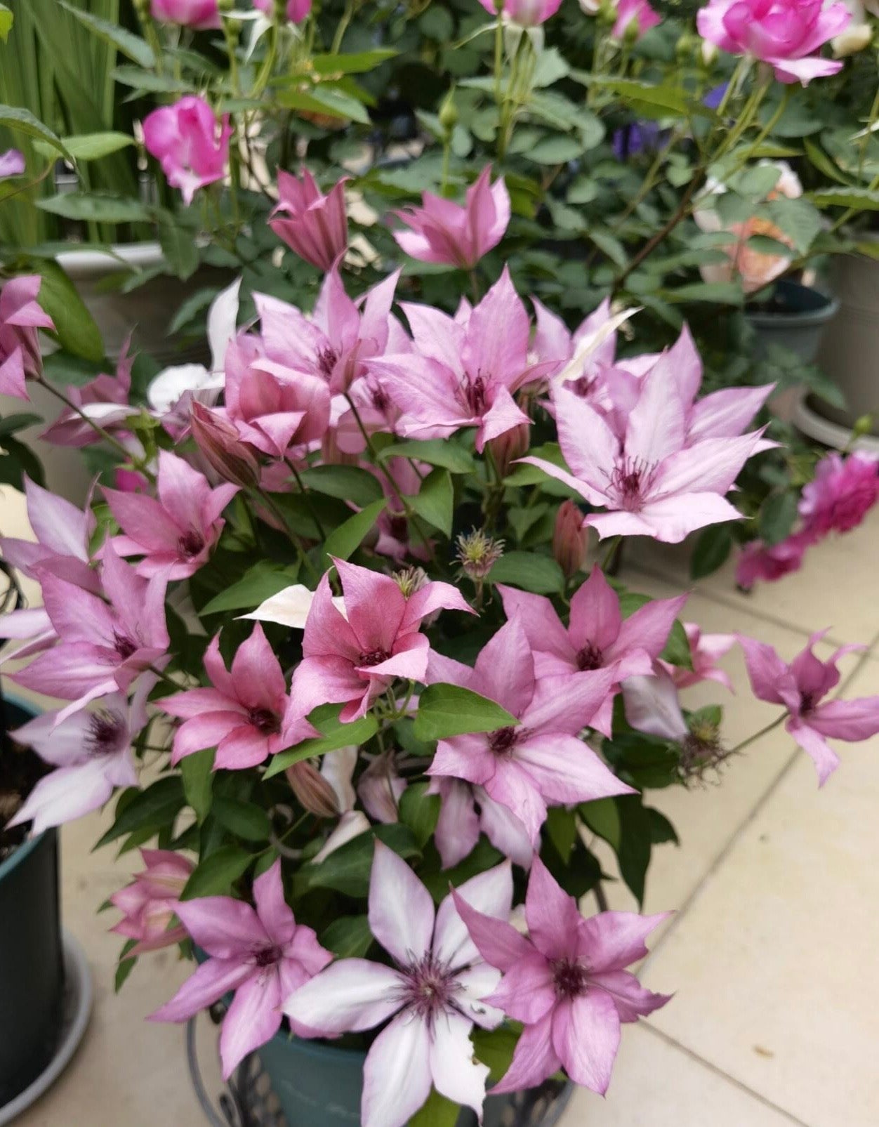 Clematis ''Giselle |吉赛尔''