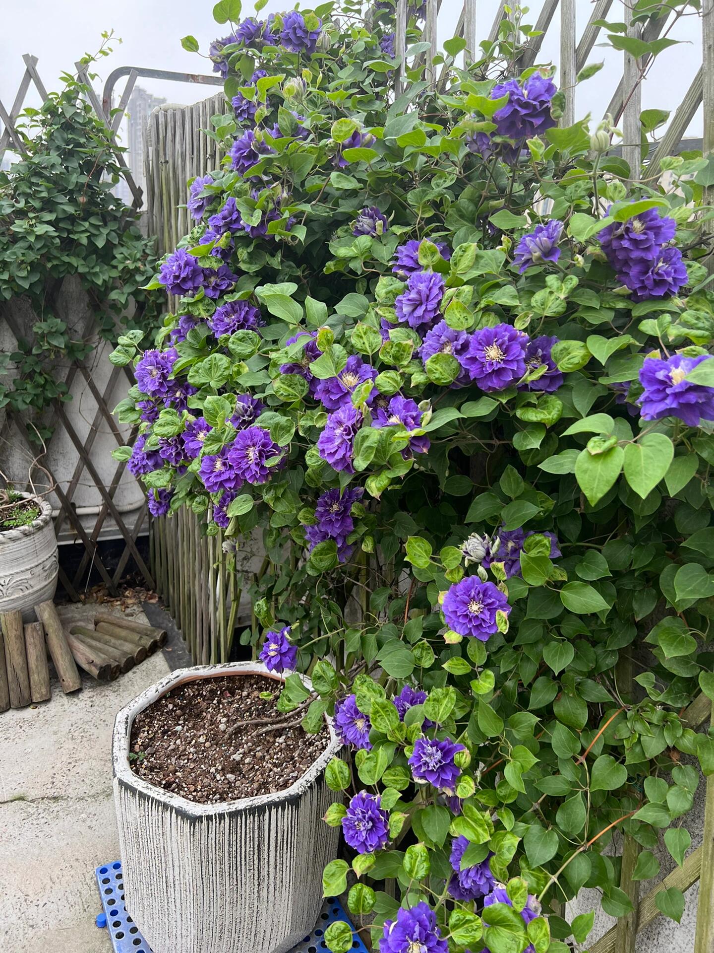Clematis ‘’Kiri Te Kanawa|- LivePlant|卡瓦娜‘’