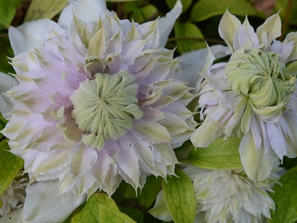 Clematis ‘’Moonglow|月華|Gekka| 月华‘’
