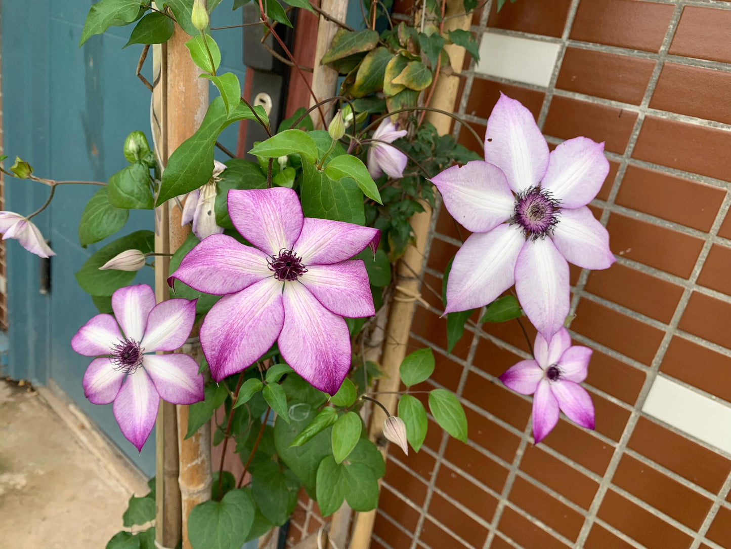 Clematis ‘’Fond Memories|美好回忆‘’