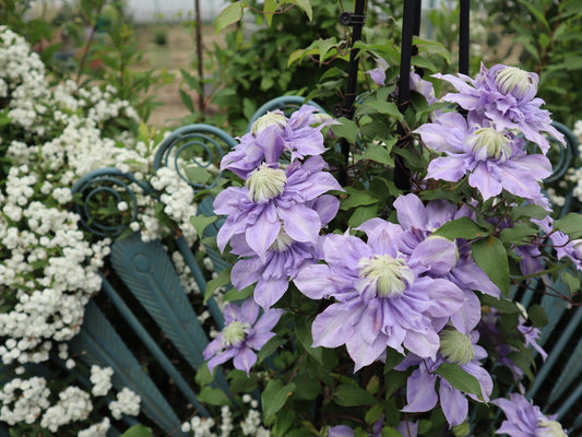 Clematis ''Magic Fountain| 魔法喷泉''
