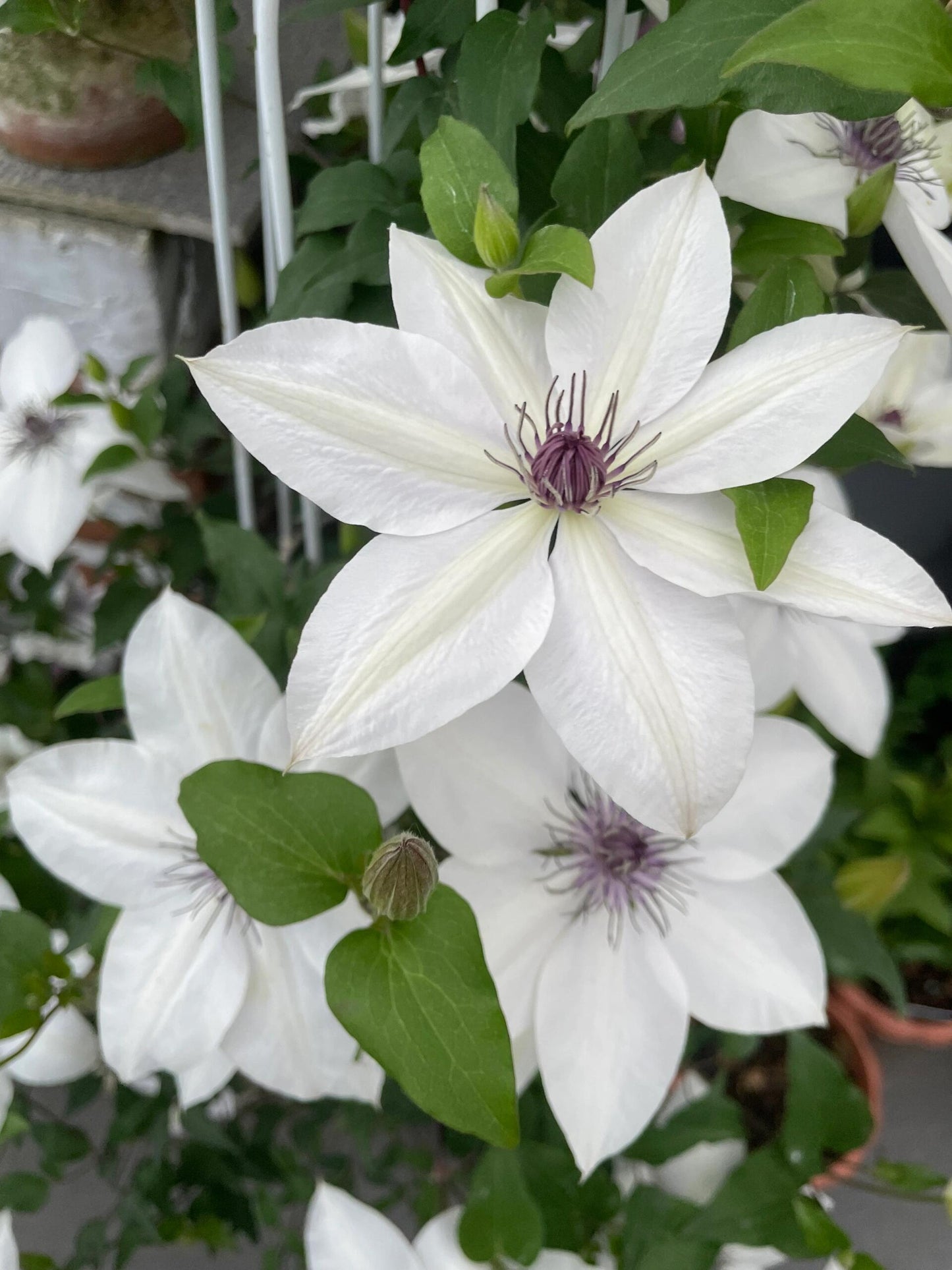 Rare Clematis ‘’Guizi|摫子‘’