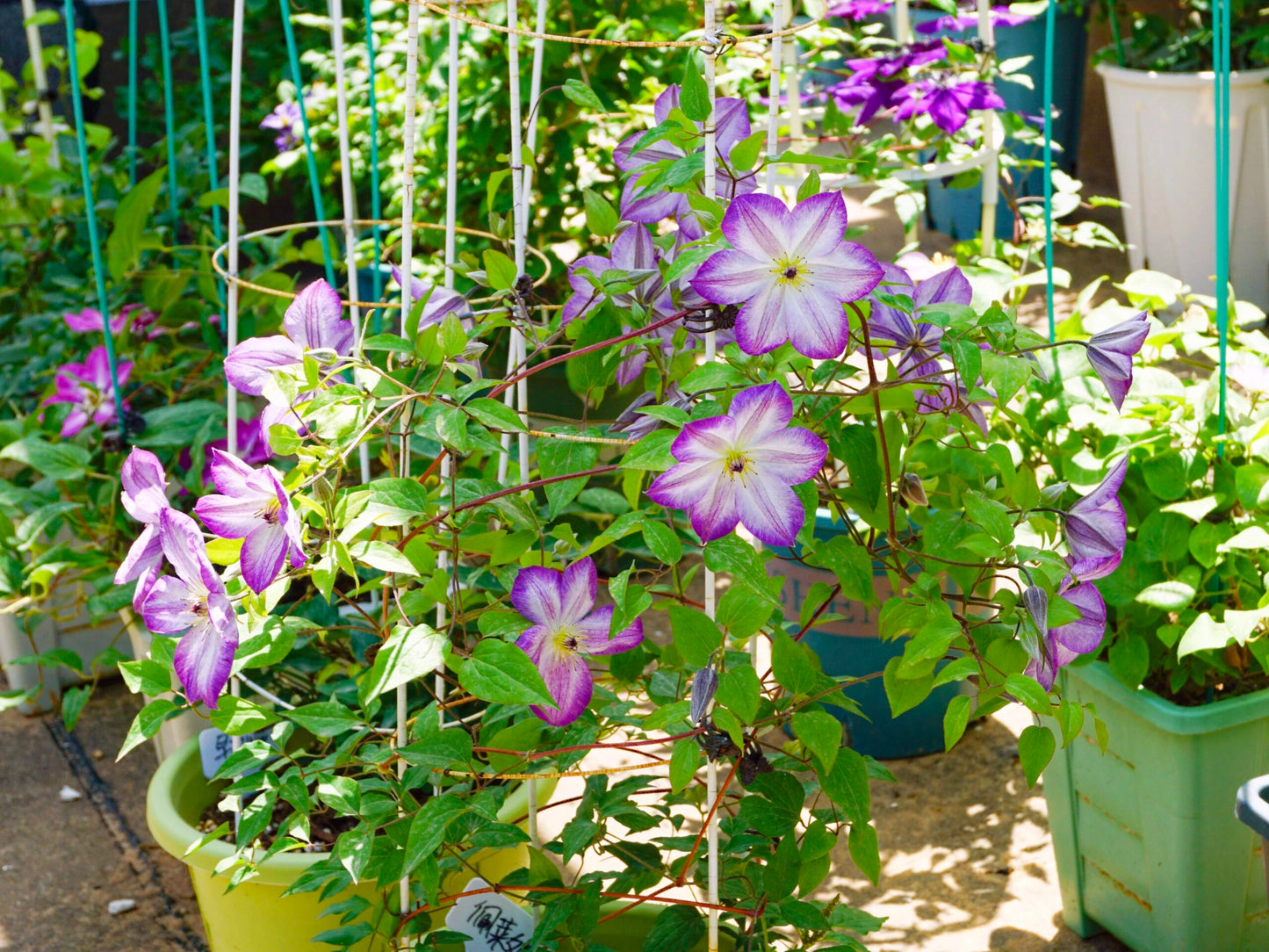 Clematis ‘’Pernille| 佩莱尼‘’