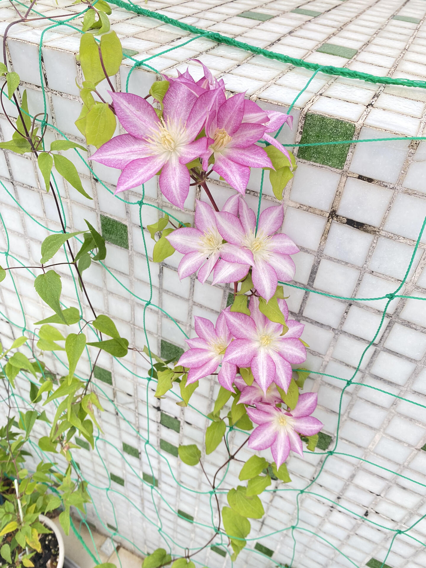 Clematis ''八つ橋|Yatsuhashi |八桥''