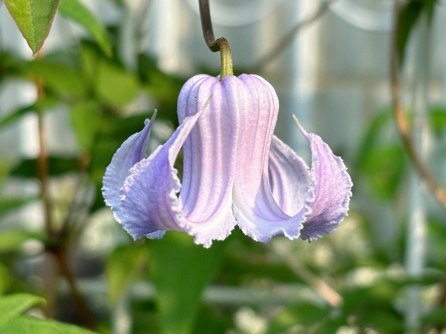 Blue Octopus Clematis ‘’クリスパ・エンジェル| Crispa Angel| 克里斯帕天使| タコクレマチス‘’