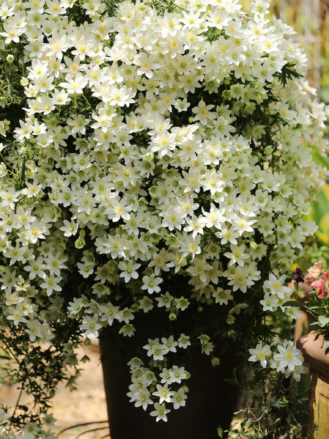 Clematis ‘’Avalanche|雪崩‘’
