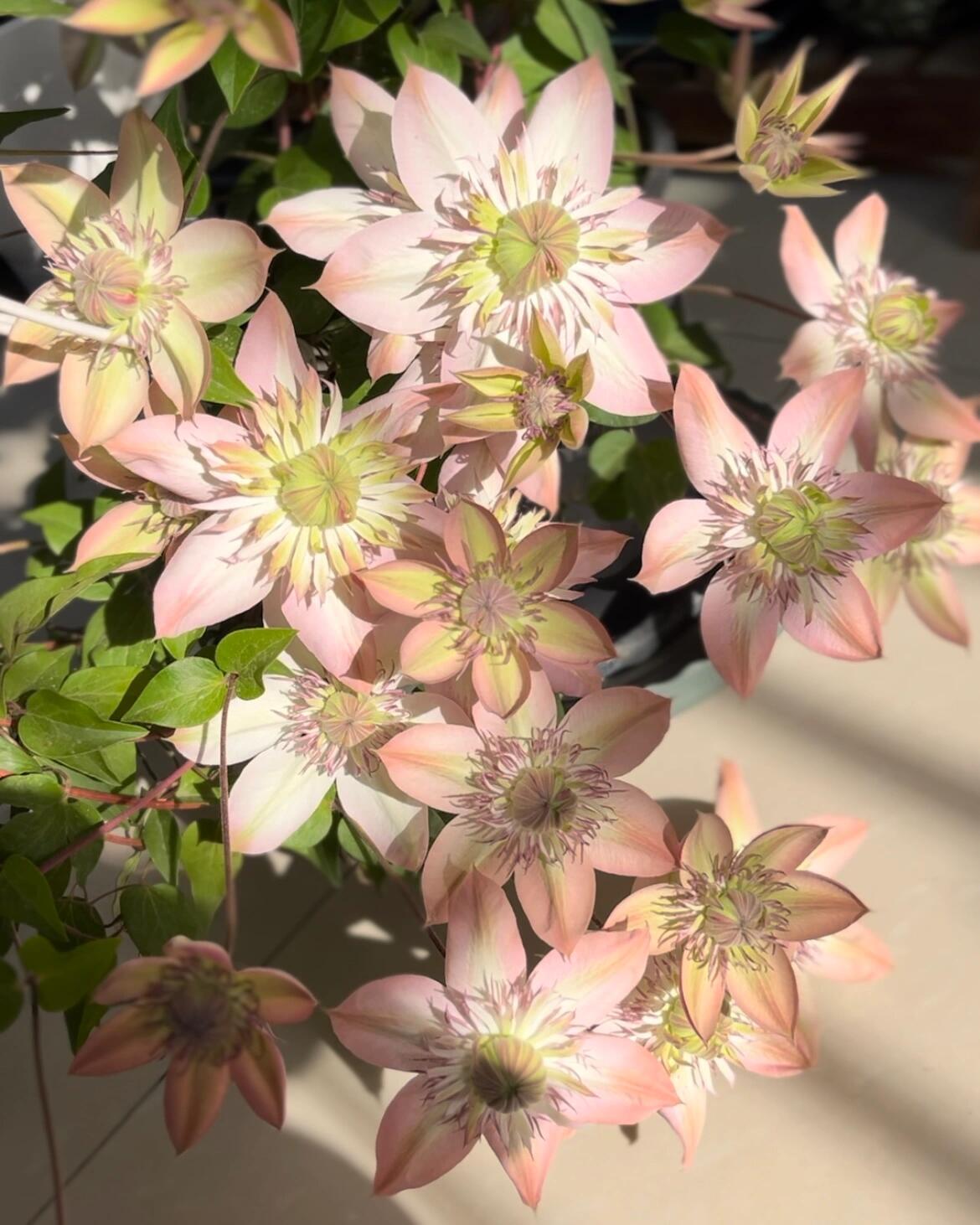 Clematis ''Shamshe |昼の天使| 昼天使| 桃万重''