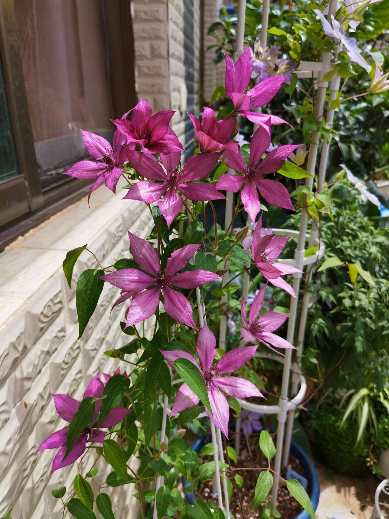 Clematis ''Giselle |吉赛尔''