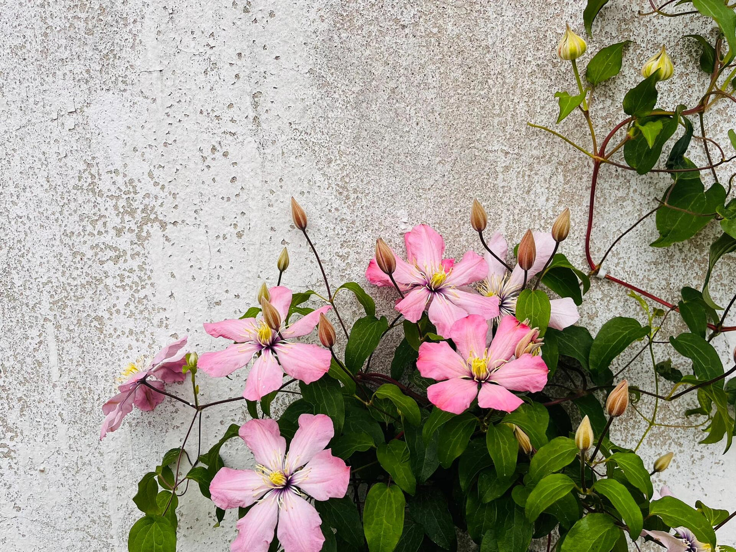 Clematis ‘’Ai-nor|爱诺露‘’
