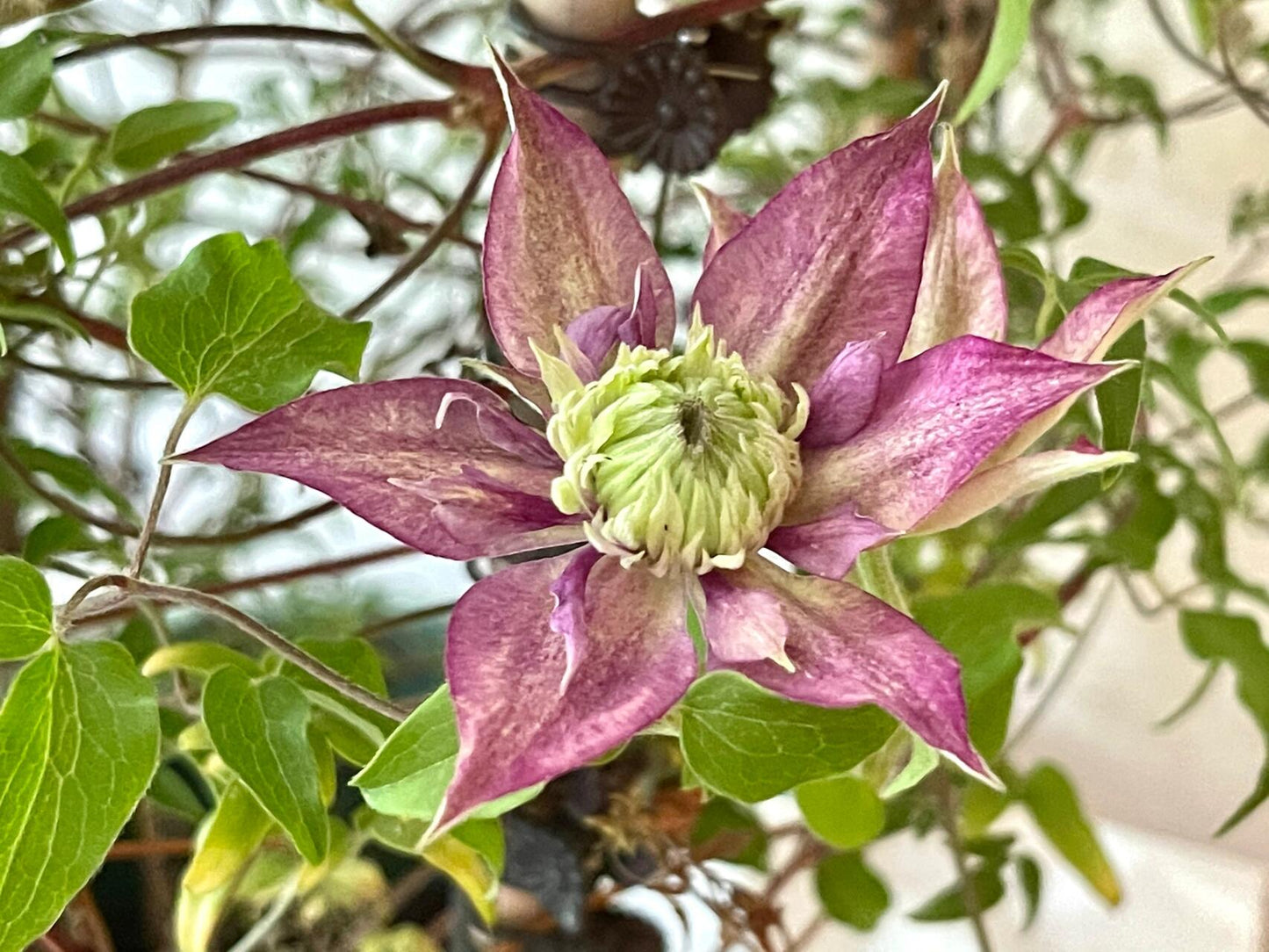 Clematis ''Shishimaru | ししまる| 紫子丸''