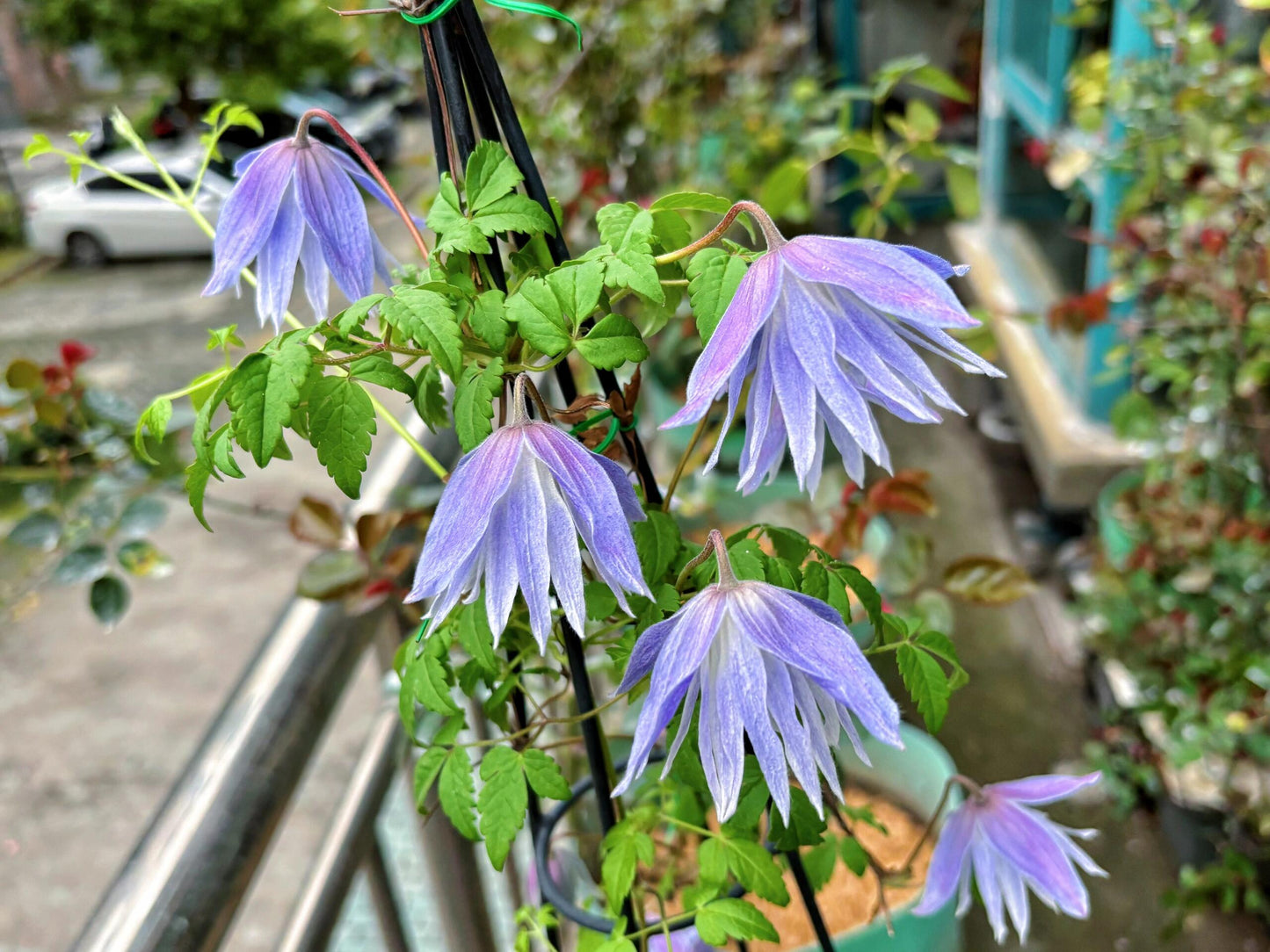 Clematis ‘’Maidwell Hall|梅德维尔‘’
