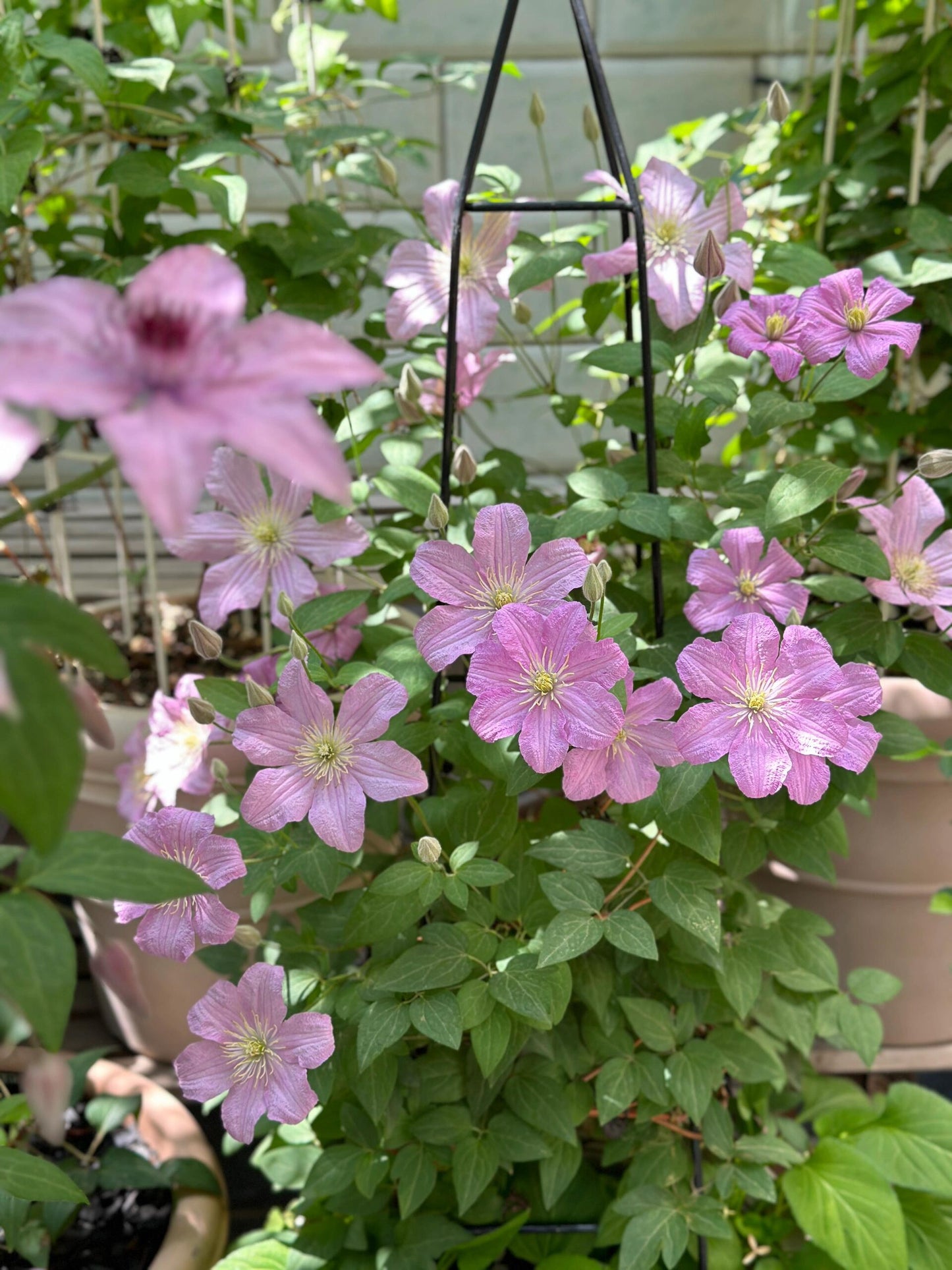 Clematis ‘’Comtesse de Bouchaud| 包查德 女侯爵‘’