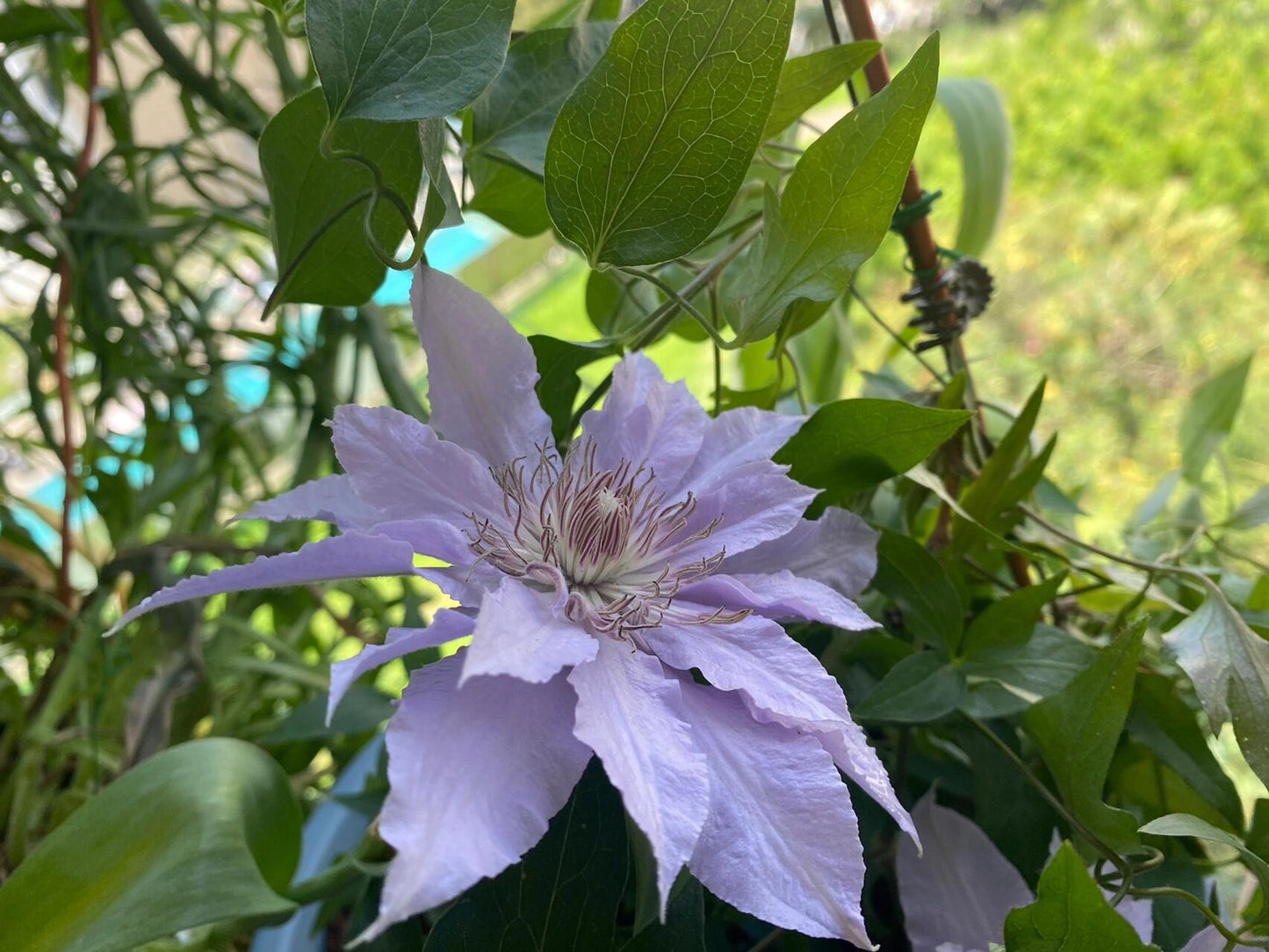 Clematis ‘’Filigree|金银丝/ 故里‘’