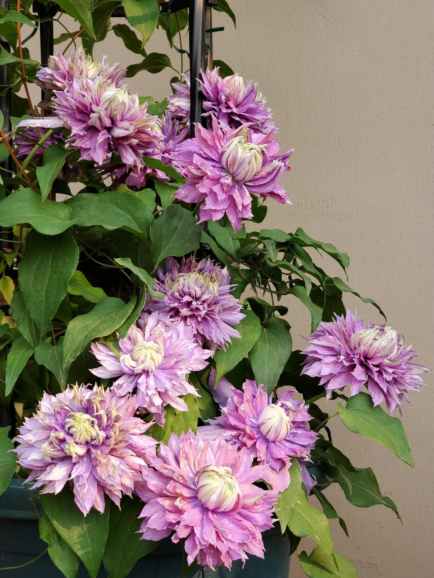 Clematis ''Magic Fountain| 魔法喷泉''