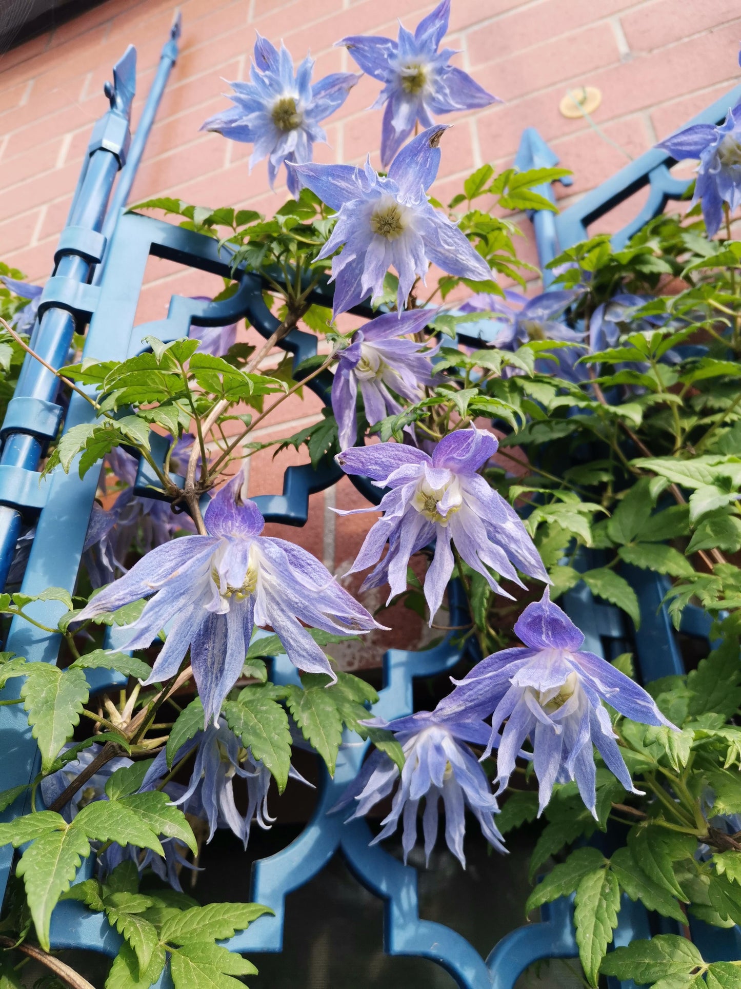 Clematis ‘’Maidwell Hall|梅德维尔‘’