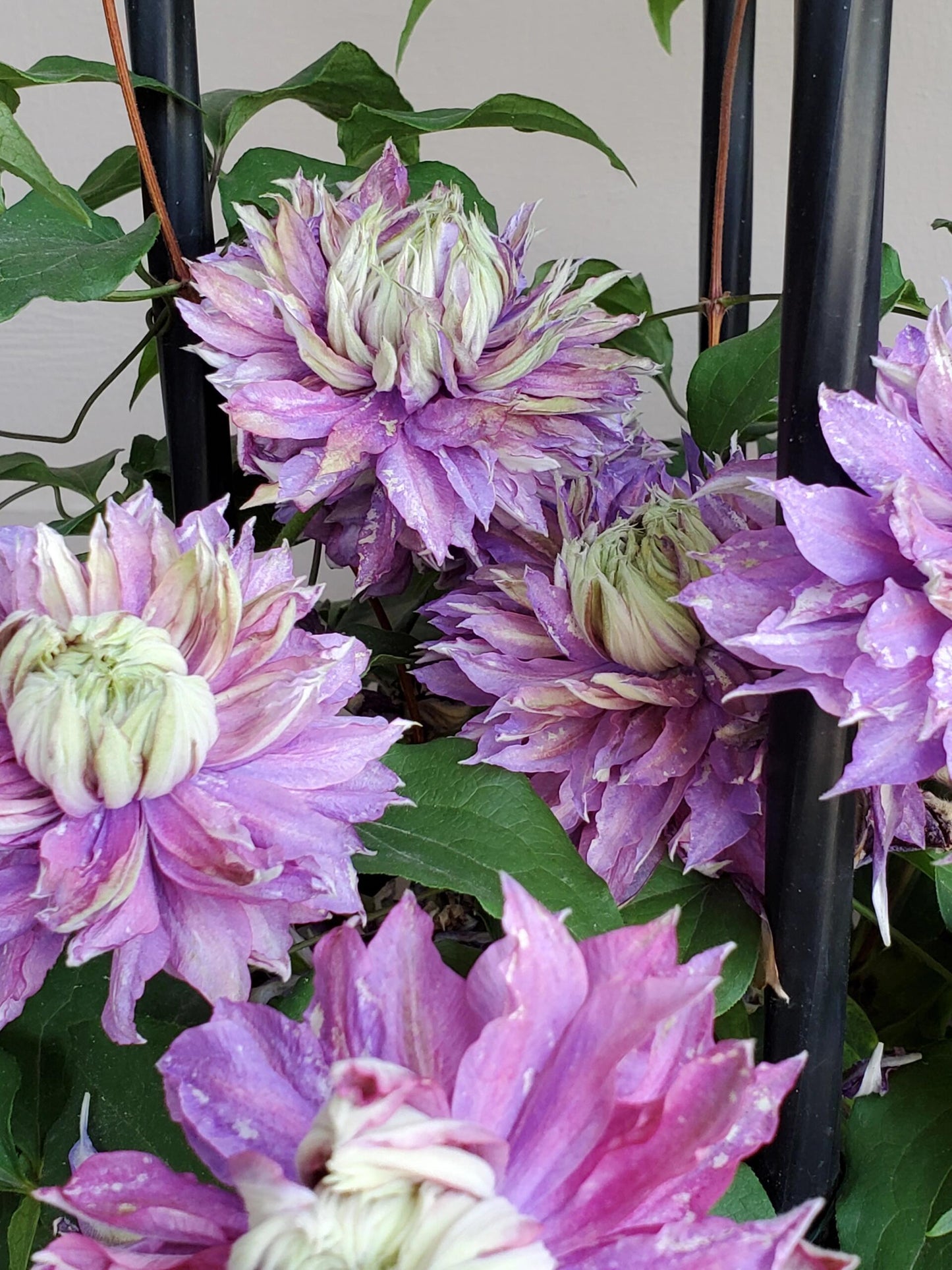 Clematis ''Magic Fountain| 魔法喷泉''