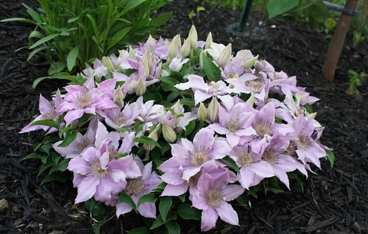 Clematis ‘’Filigree|金银丝/ 故里‘’