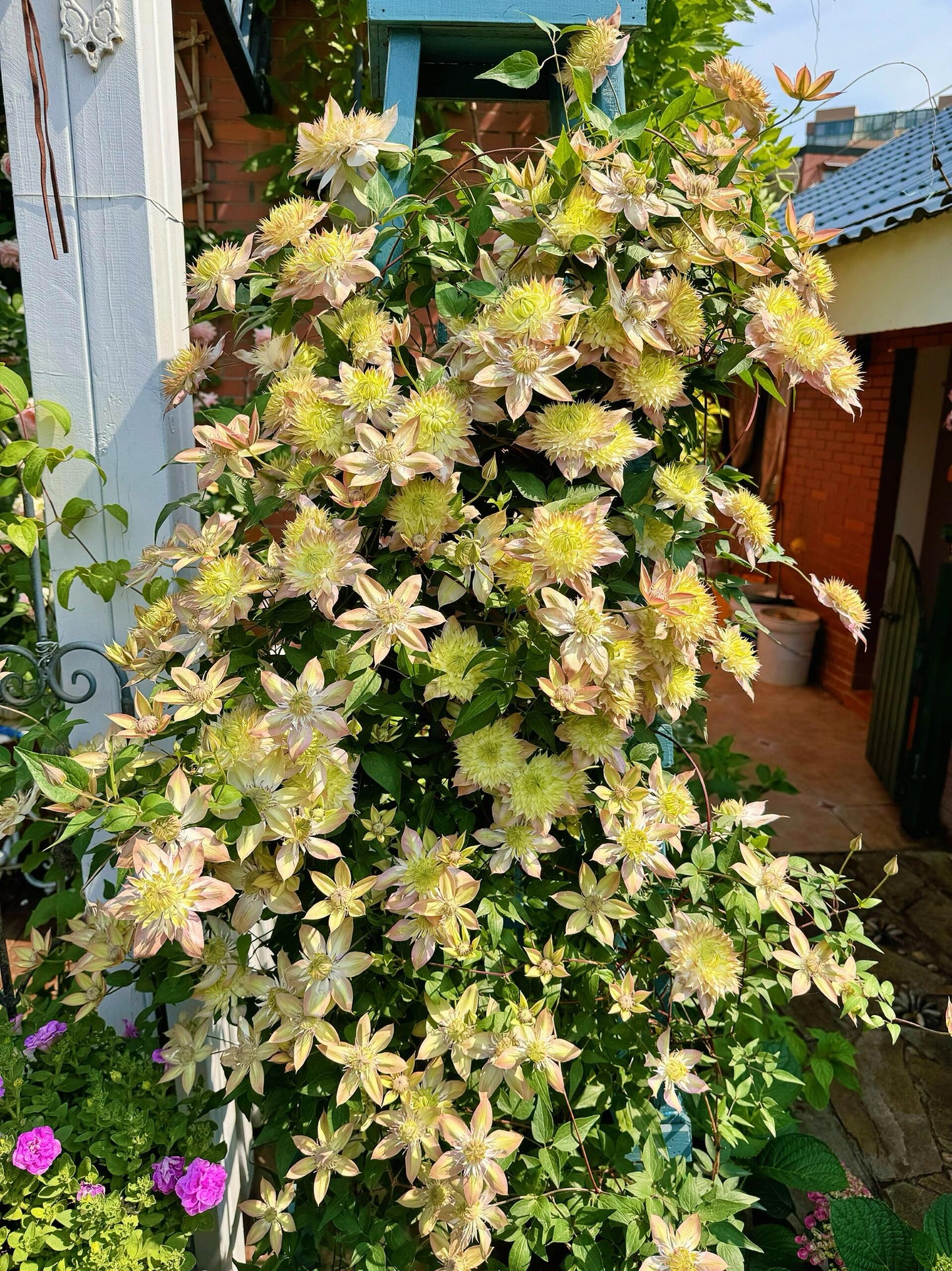 Clematis ''Shamshe |昼の天使| 昼天使| 桃万重''