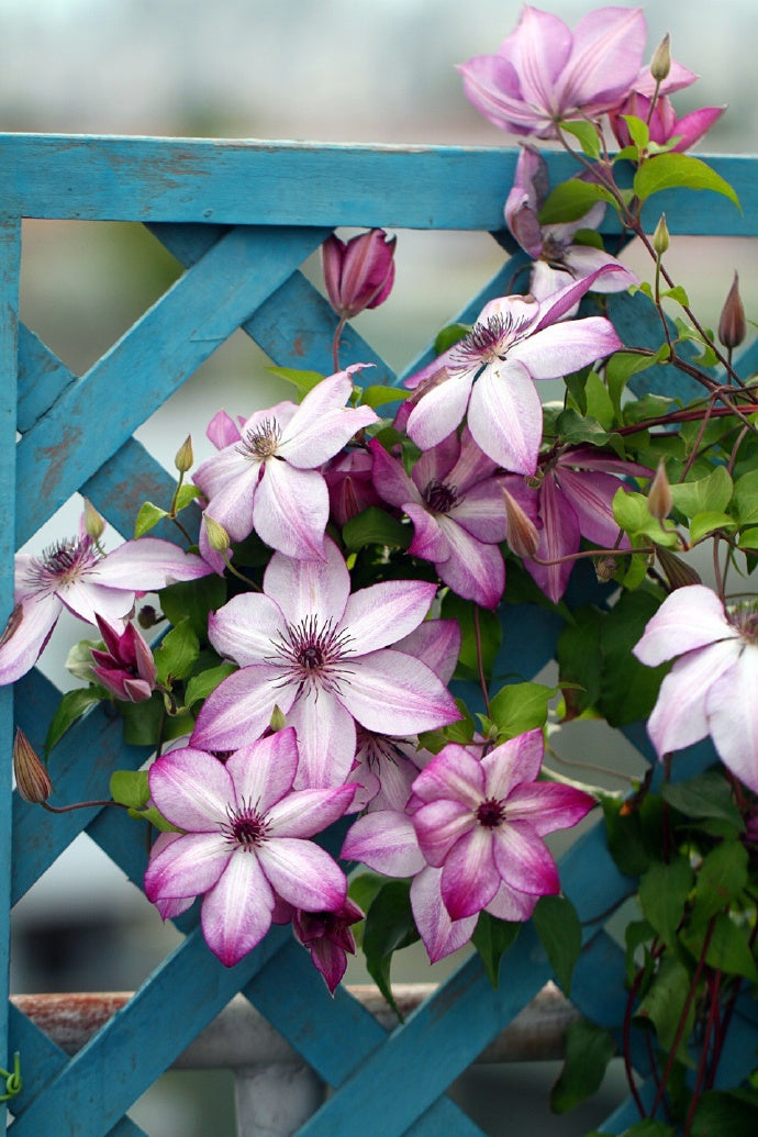 Clematis ‘’Fond Memories|美好回忆‘’