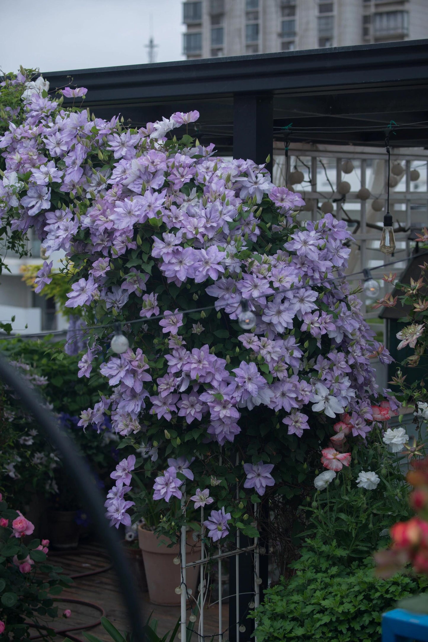 Clematis ‘’Reflections|倒影‘’