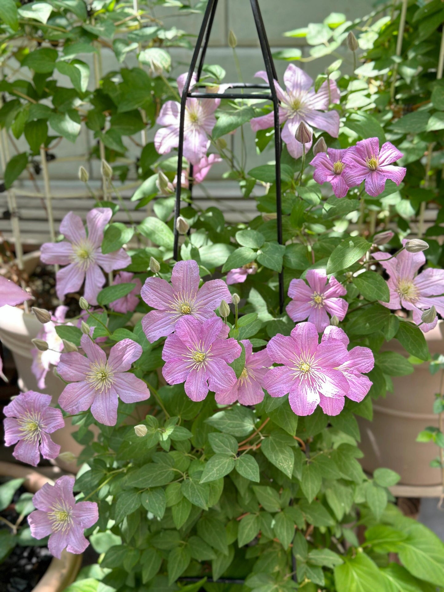 Clematis ‘’Comtesse de Bouchaud| 包查德 女侯爵‘’