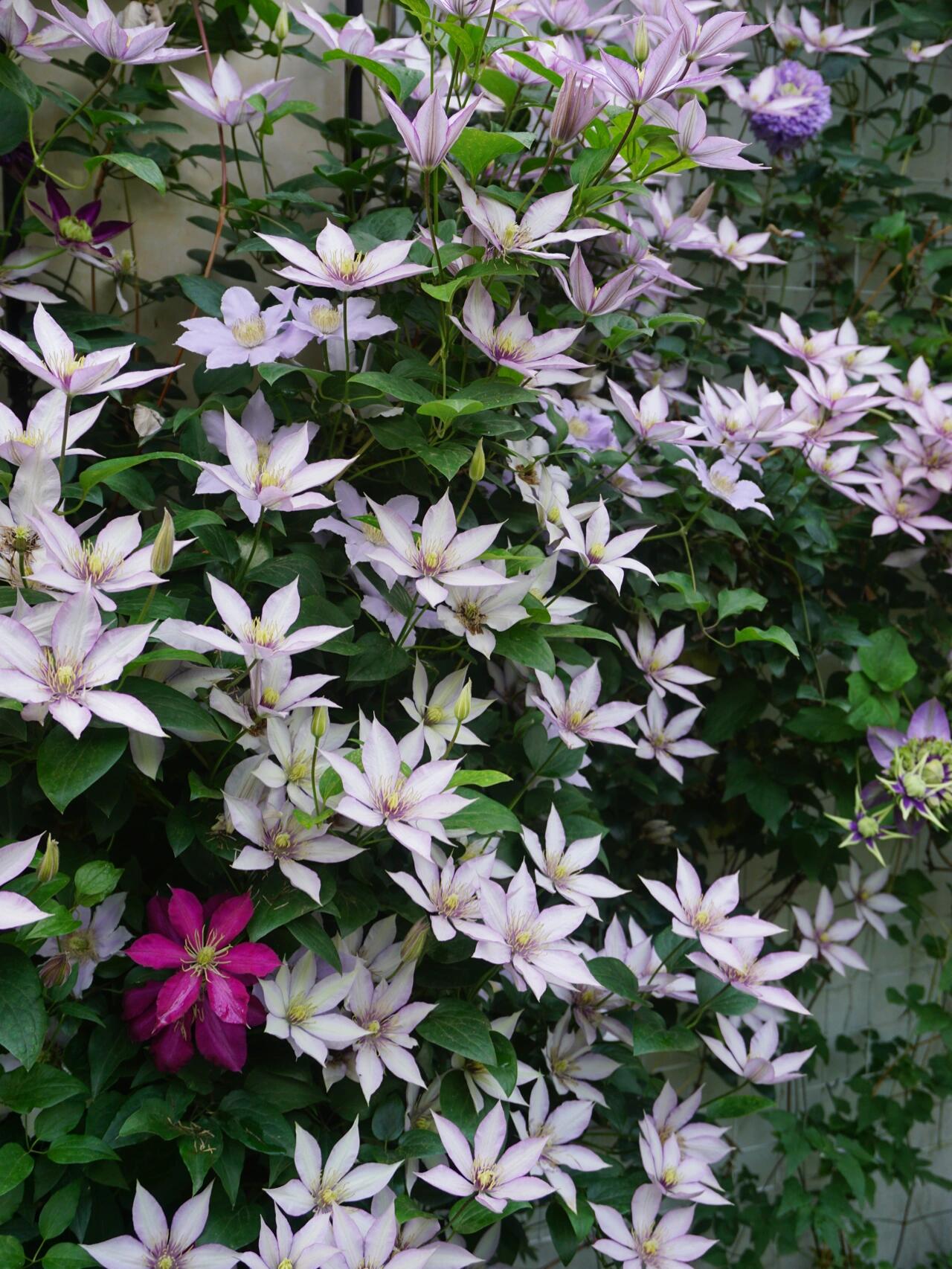 Clematis ‘’Samaritan Jo| 撒马利亚乔‘’
