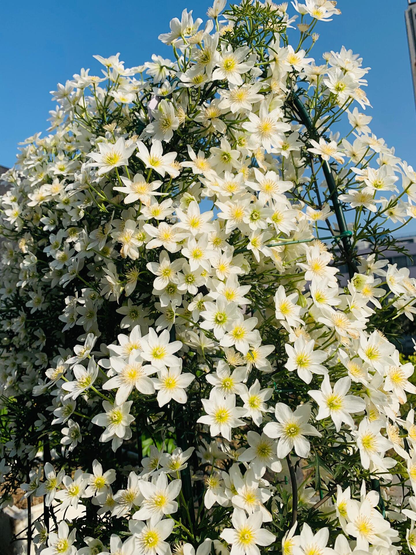 Clematis ‘’Joe|银币‘’