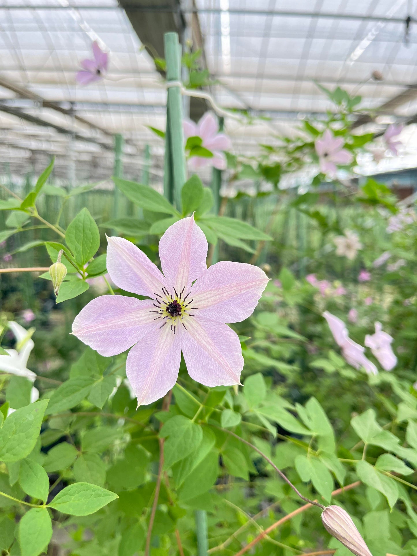 Clematis ‘’Fairy Dust| 仙尘‘’