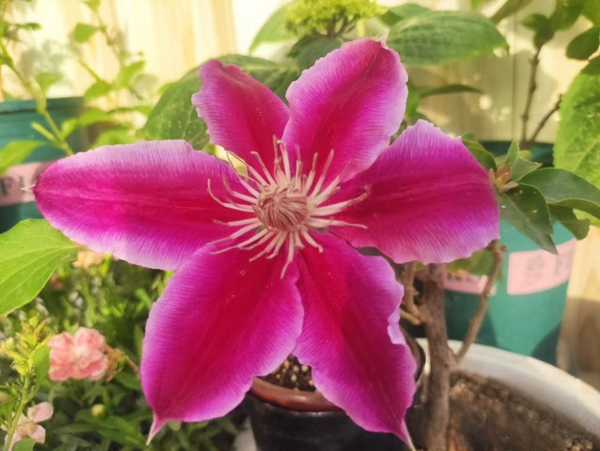 Clematis ‘’Nishiki|錦 |锦 ‘’