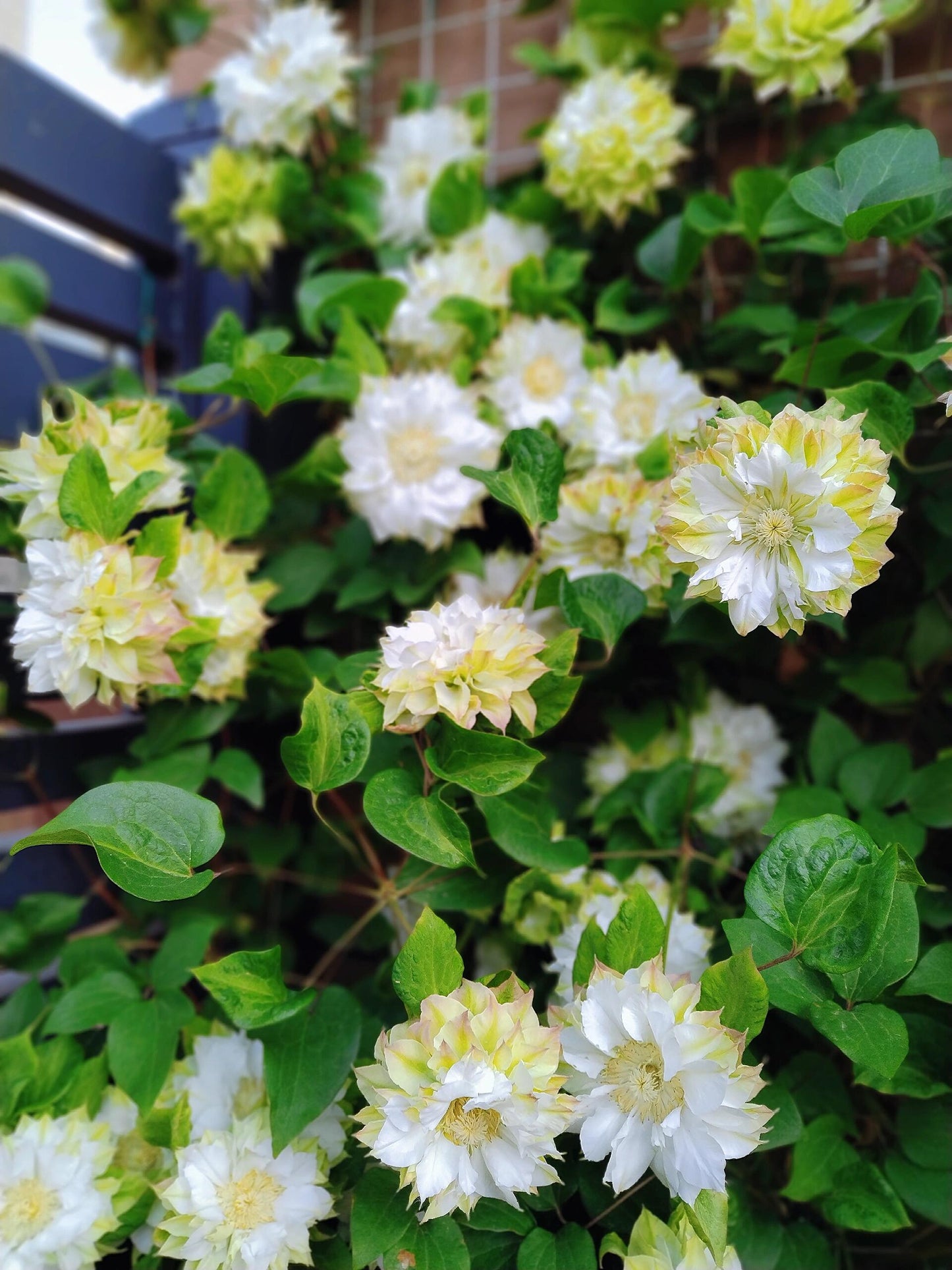 Clematis ‘’Midori |美登利 ‘’
