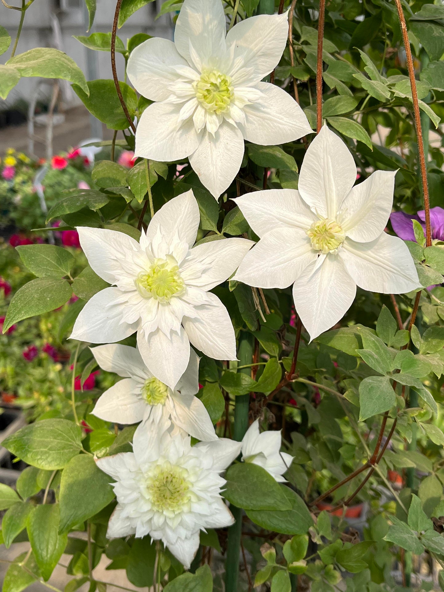 Clematis‘’Pluvia Imprint| 雨的印记‘’|New Variety 2024|US Exclusive