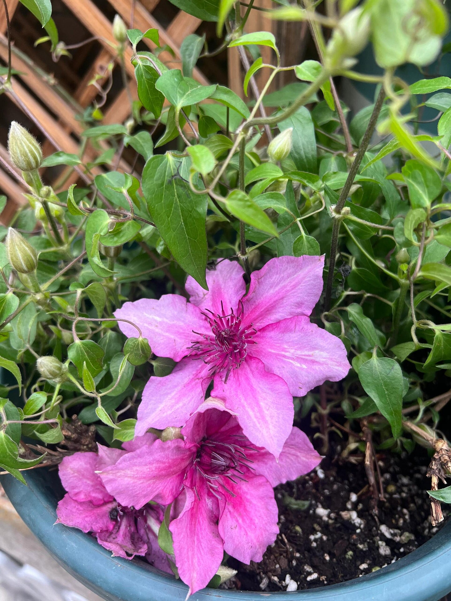 Dwarf Clematis ‘’Luiza|ルイーザ|路易莎‘’
