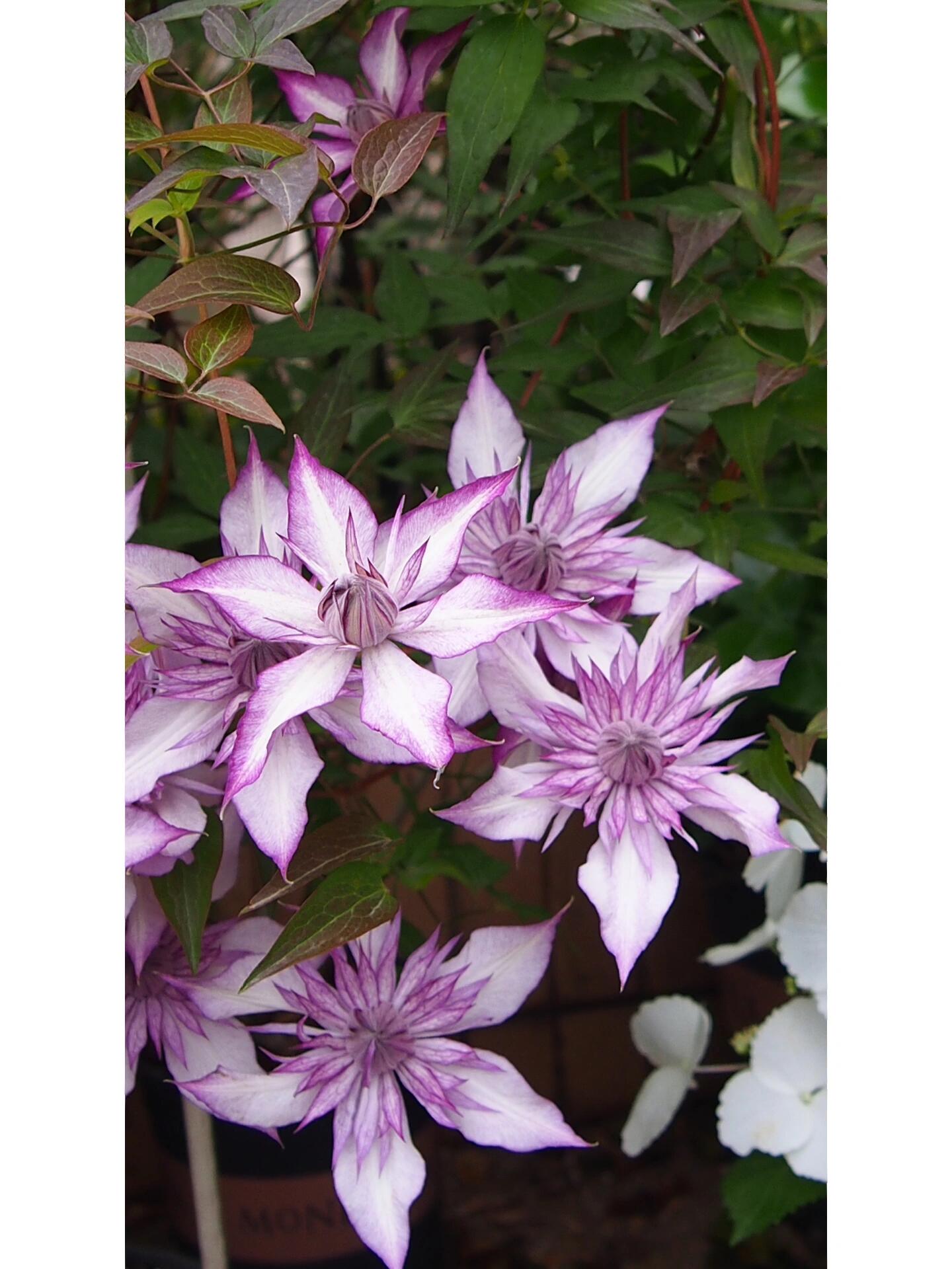 Clematis ‘’Lady Kyoko | レディ・キョウコ| 恭子小姐 ‘’