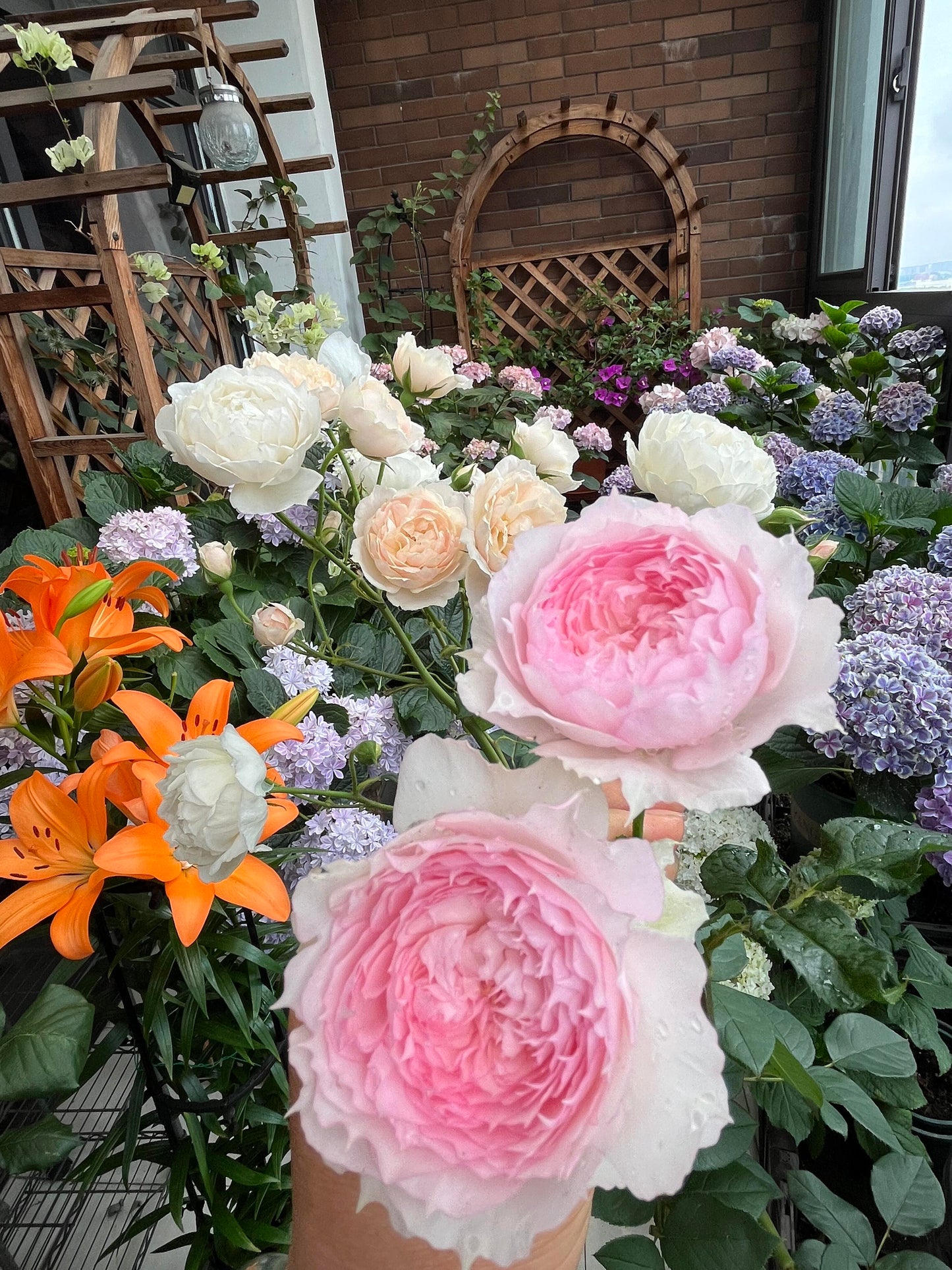 Rose ’ Misty Moon|Rong Rong Yue |溶溶月 - New Variety 2022