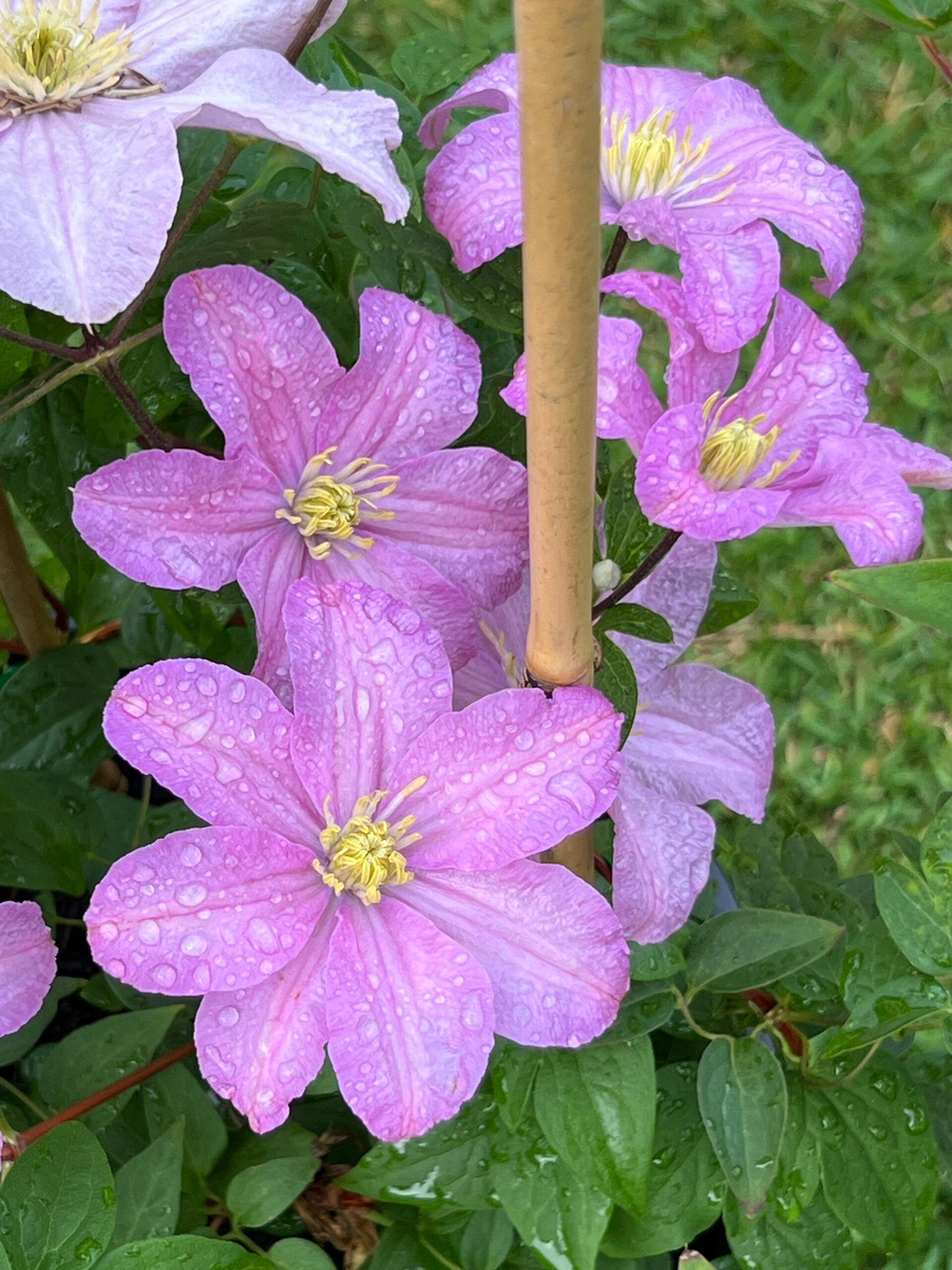 Clematis ‘’Comtesse de Bouchaud| 包查德 女侯爵‘’