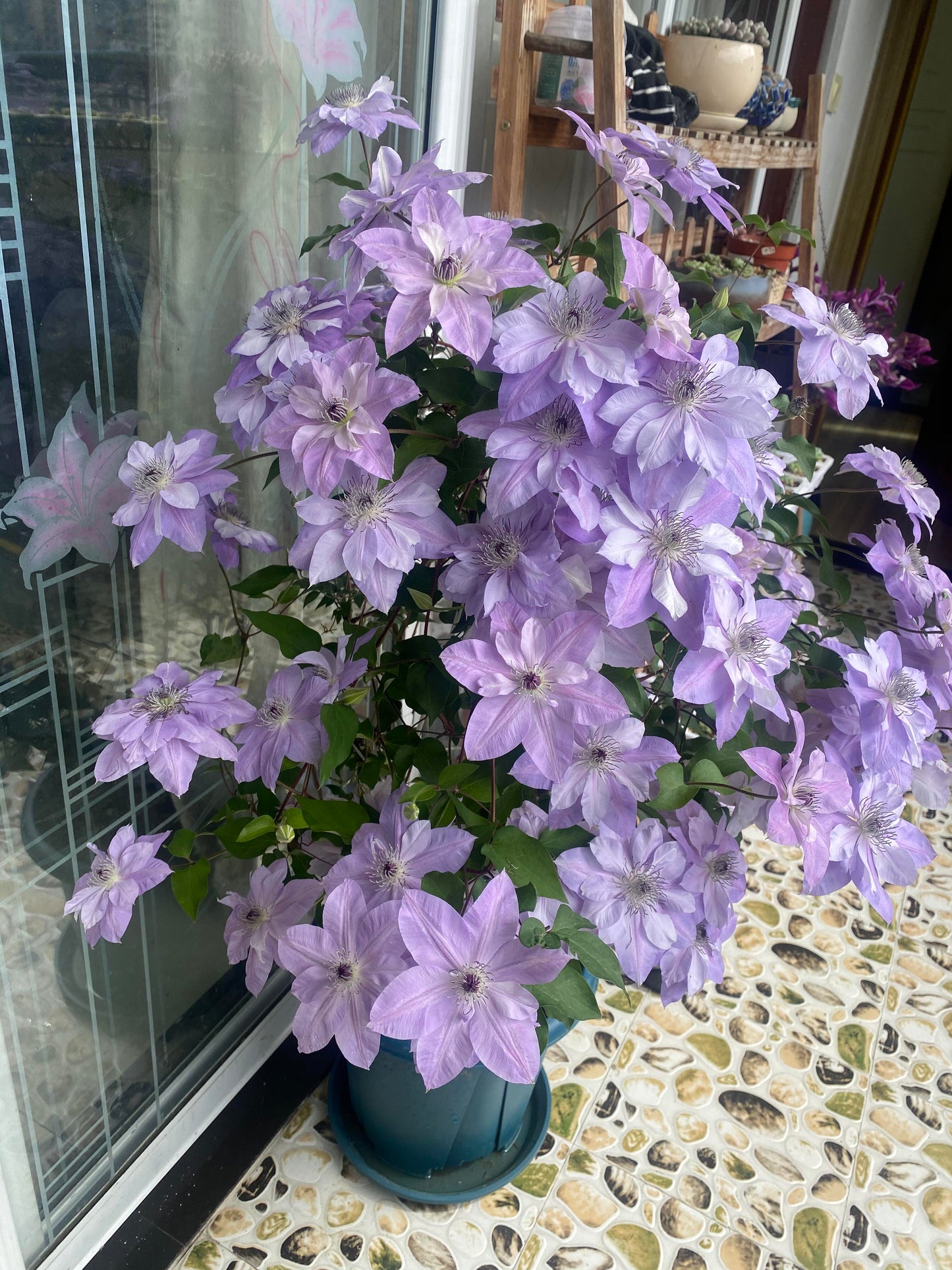 Clematis ‘’Reflections|倒影‘’