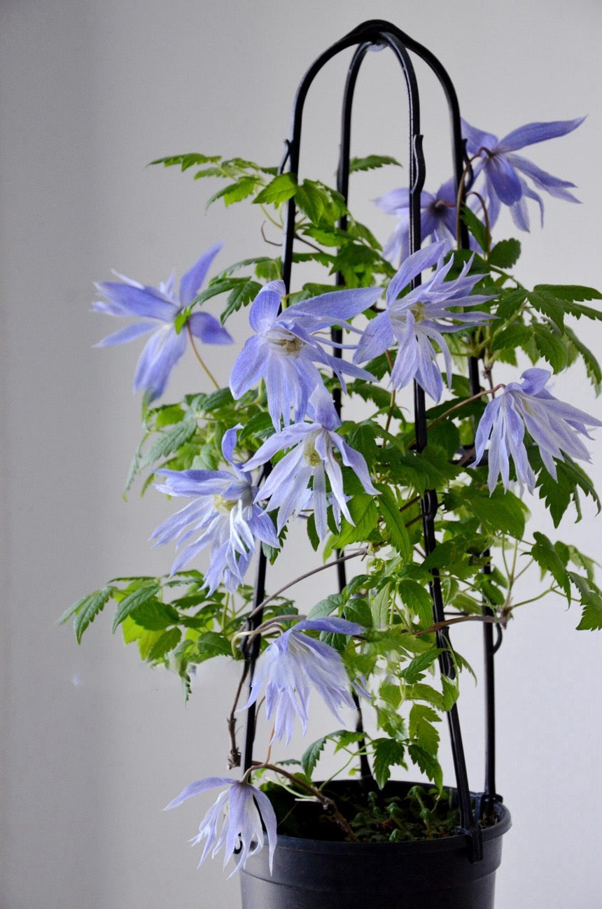 Clematis ‘’Maidwell Hall|梅德维尔‘’