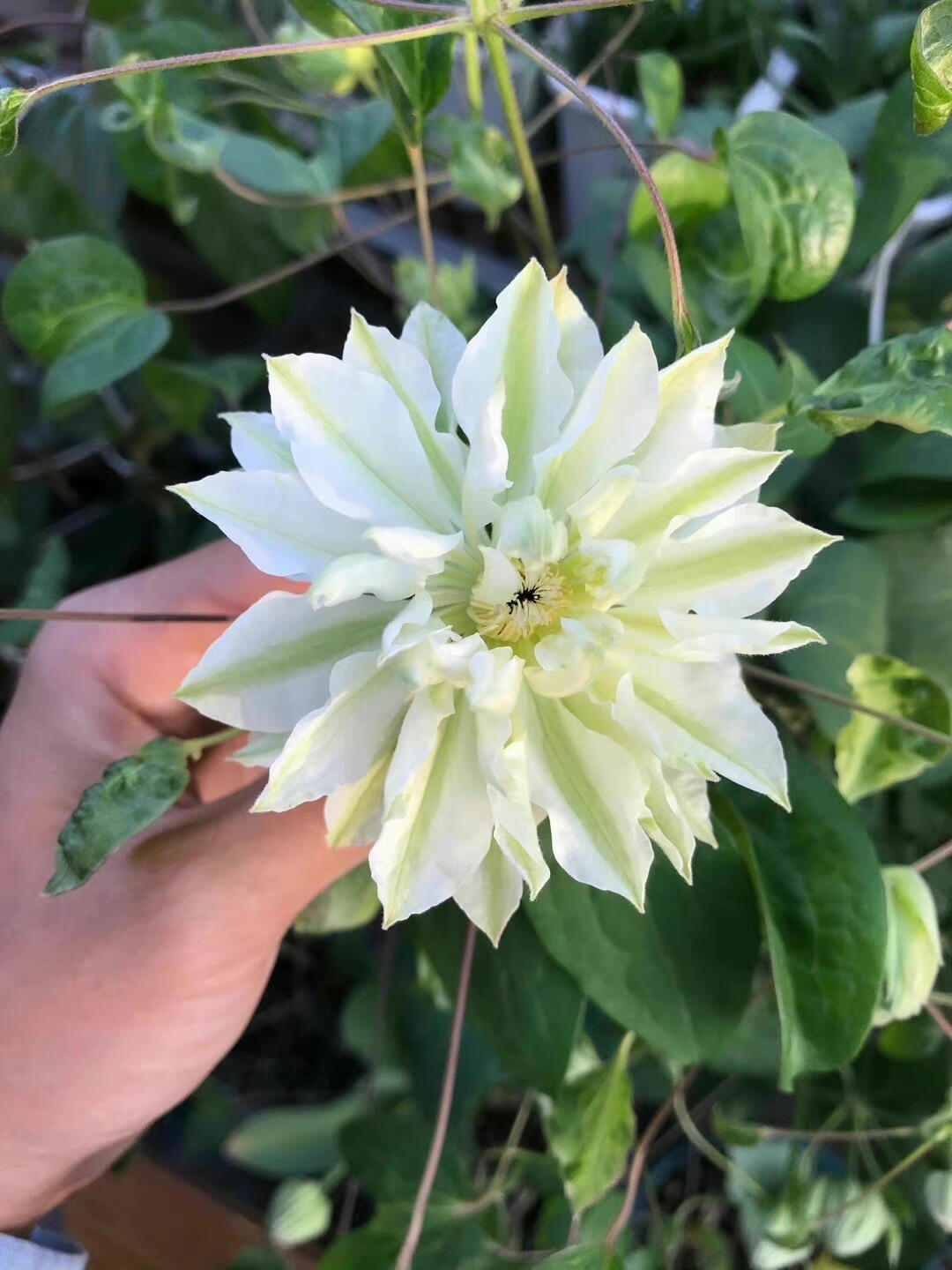 Clematis ‘’Shiko Yukiokoshi|ゆきおこし|雪妆‘’